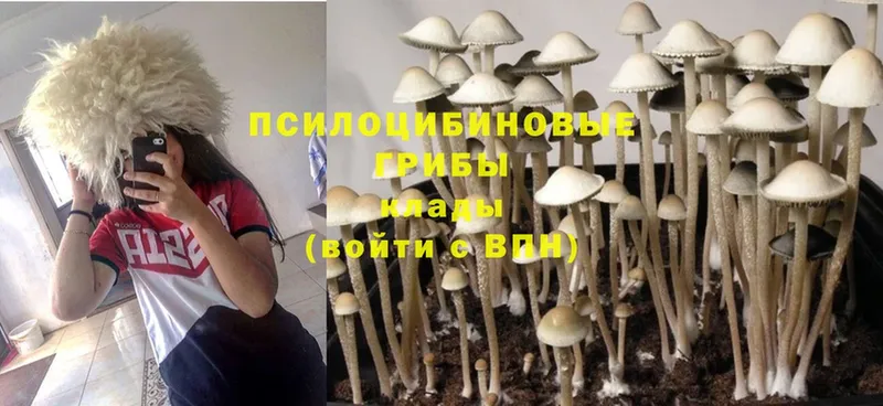 darknet Telegram  Армавир  Галлюциногенные грибы MAGIC MUSHROOMS 